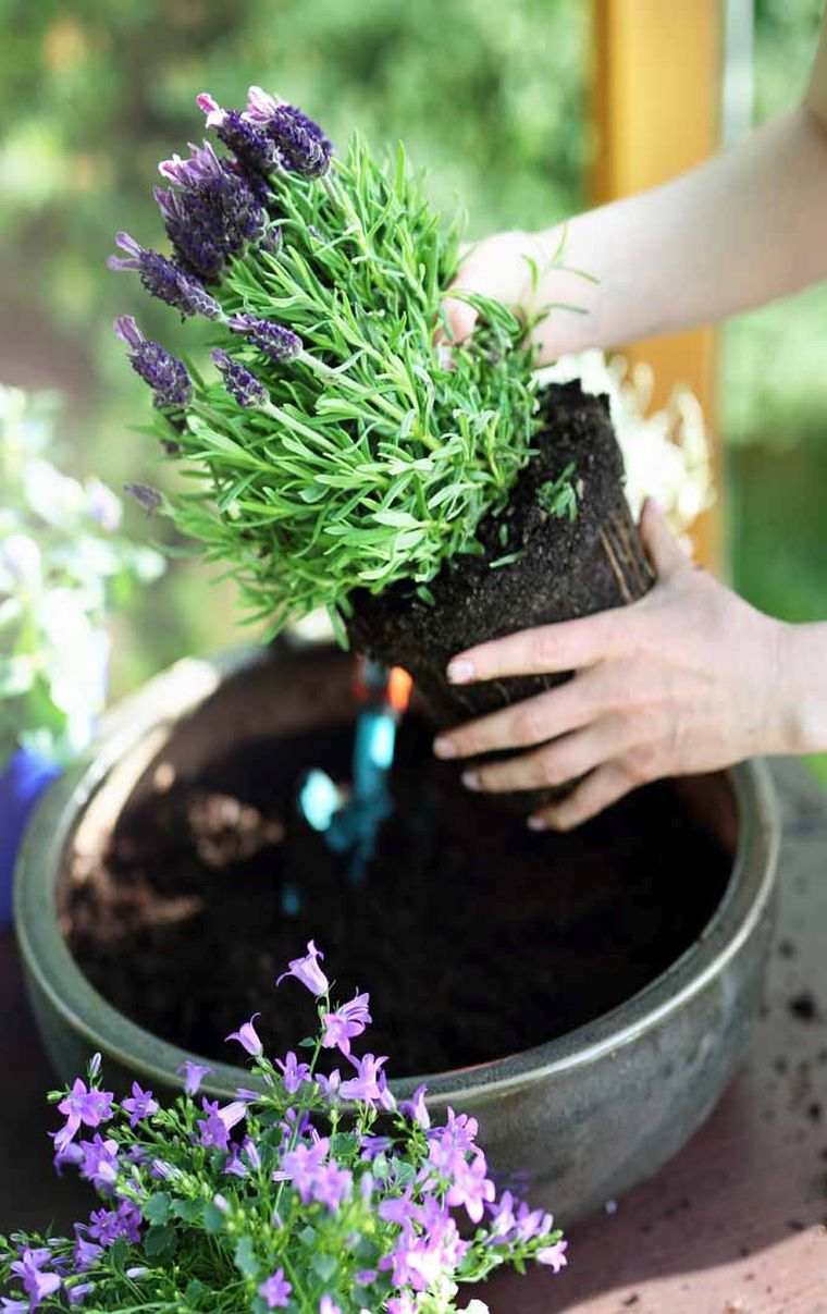 pianta-lavanda-giardino-vaso di fiori