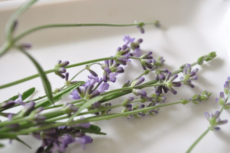 fiori-lavanda-raccolto-conservazione-casa-di-erbe