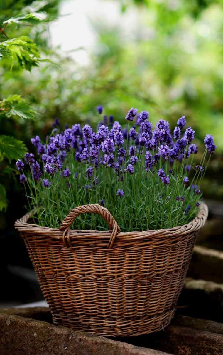 lavanda u loncu održavanje-kultura-unutarnji-vanjski