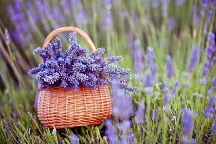 održavanje-lavanda-u-loncu-u-vrtu-savjeti