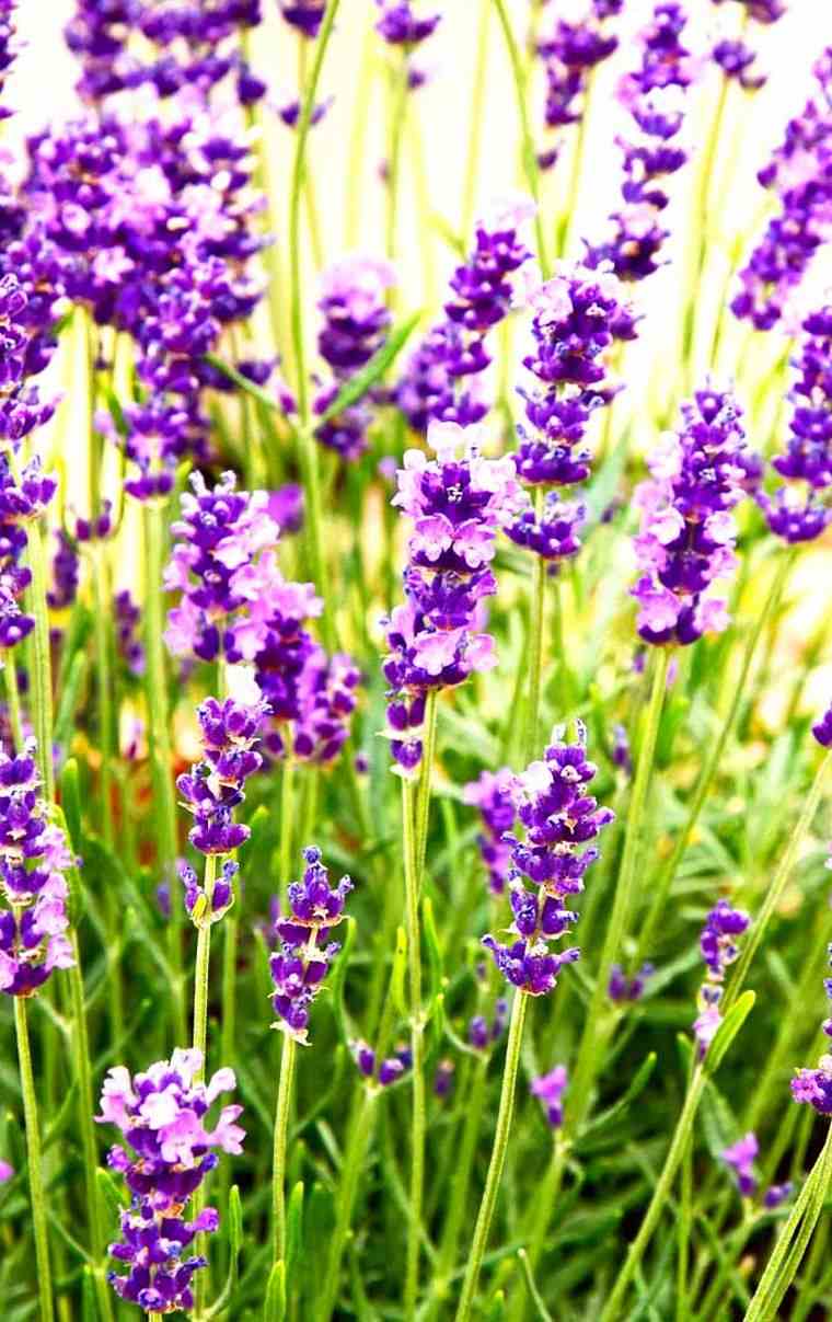 pianta-di-lavanda-da-esterno-da-interni-vaso-da-giardino