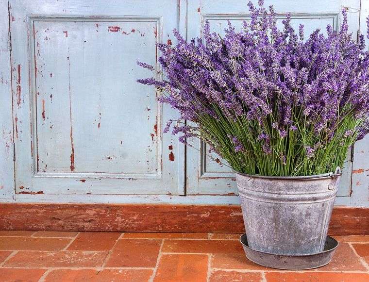 pianta di lavanda in vaso-coltivazione-in-door-outdoor