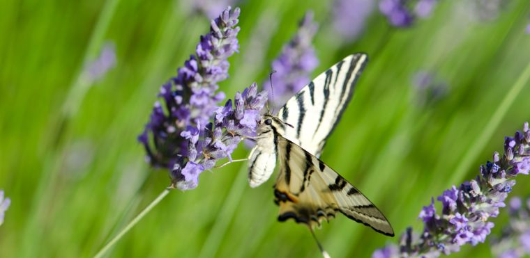 lavanda in vaso cultura-cura-raccolta-conservazione