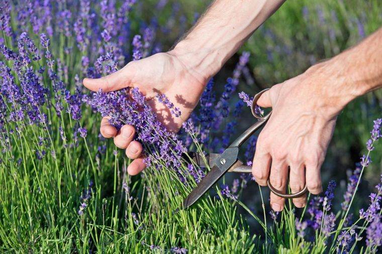 berba-lavanda-u-loncu-vanjski-vrt-očuvanje-dobrobiti