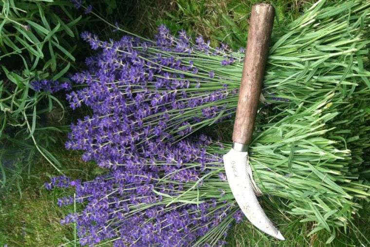 benefici-pianta-di-lavanda-raccolta-domestica