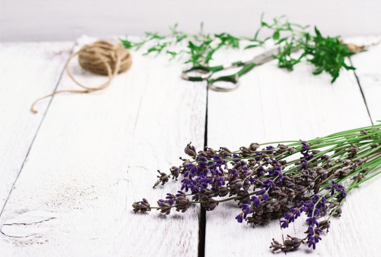 pianta-di-lavanda-in-vaso-interno-esterno