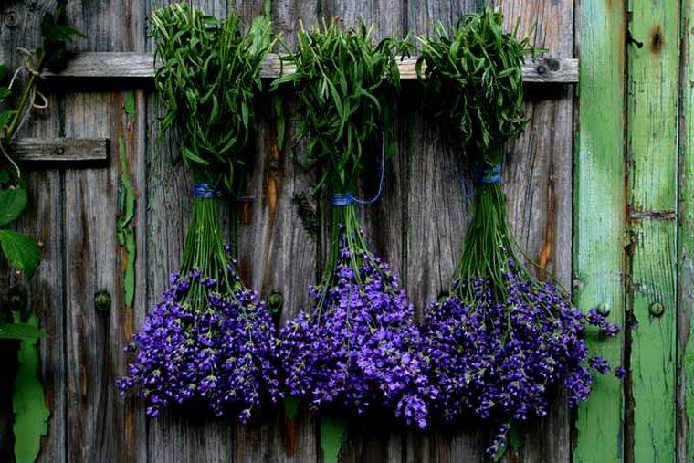 vaso-di-lavanda-cultura-casa-interno-vaso di fiori