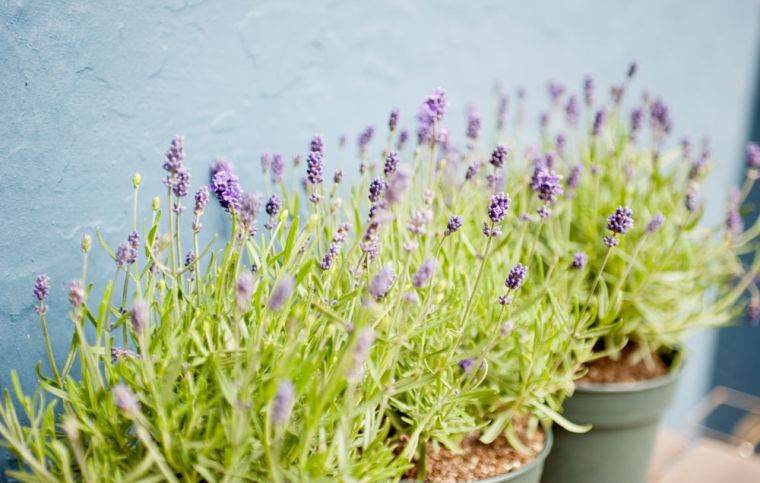 利点-ラベンダー-庭-植木鉢