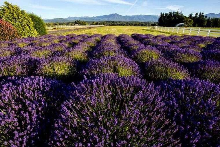 biljka-lavanda-eksterijer-vrt-vrhovi