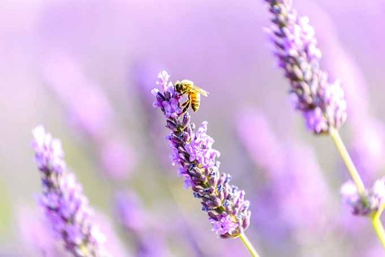 tipi-di-coltivazione-lavanda-consigli-manutenzione