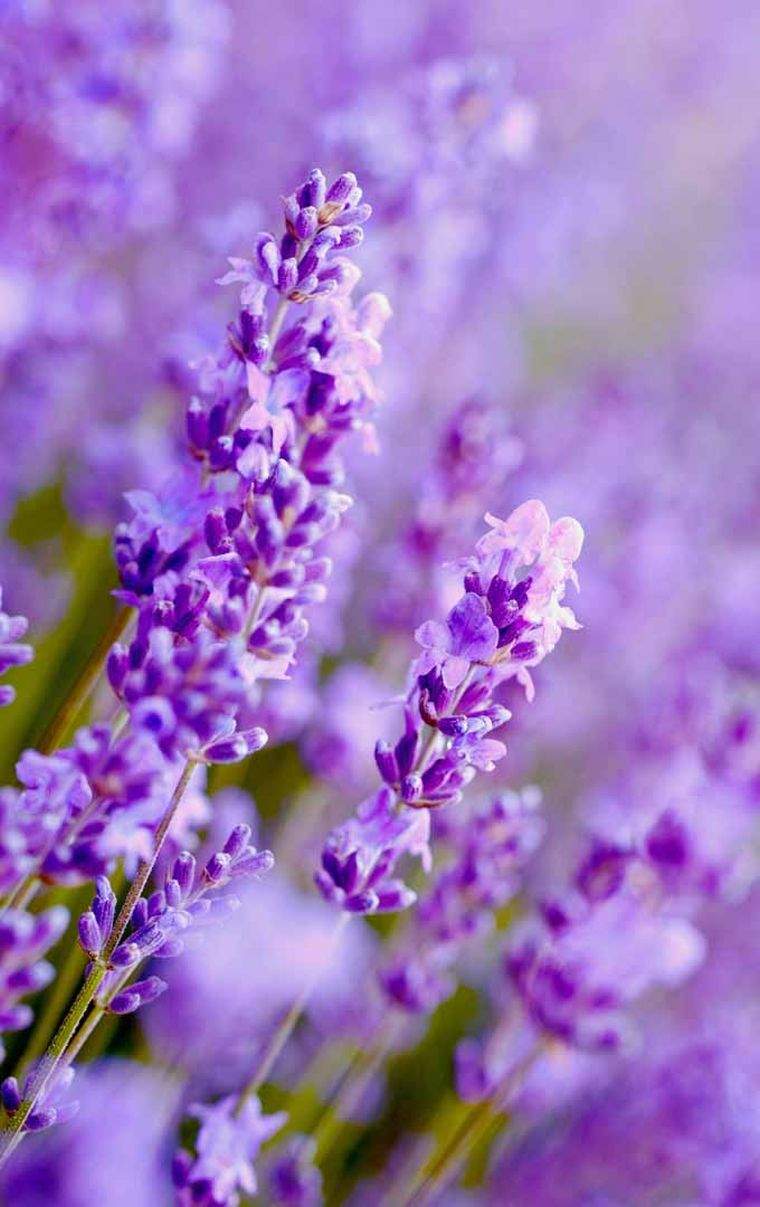 pianta-lavanda-consigli-manutenzione-giardino-vaso di fiori