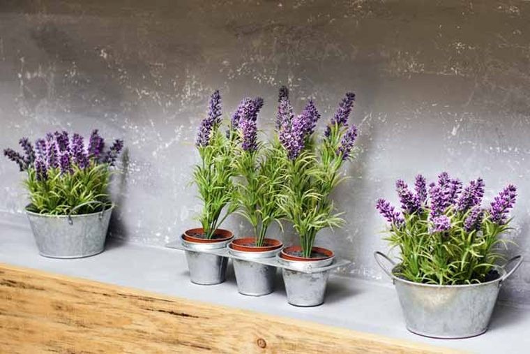 lavanda in vaso da coltivazione indoor