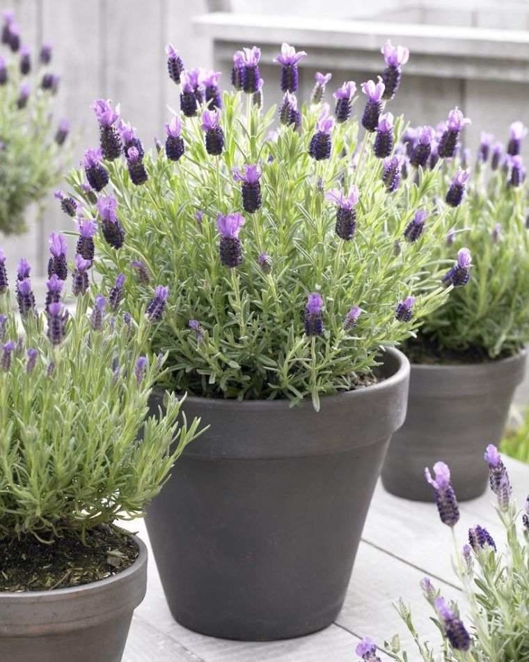 lavanda in vaso cura-pianta-consigli-per-cura