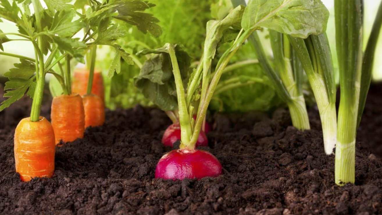 könnyen termeszthető zöldségek a kertben