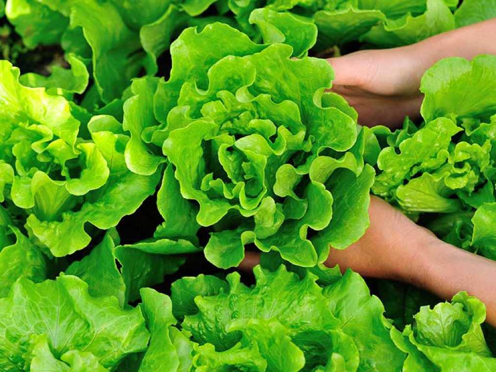 lengvai auginamos daržovių salotos