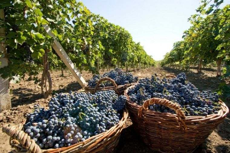 Moldovos vyno gamyba