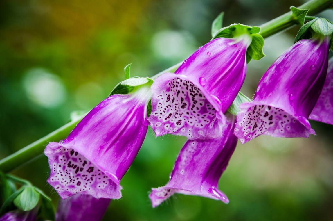 vaistinės žolelės digitalis-purpurea