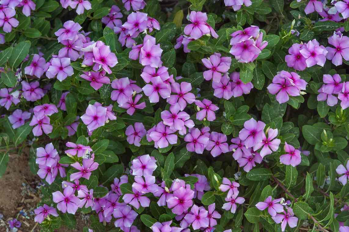 vaistinės žolės catharanthus-roseus