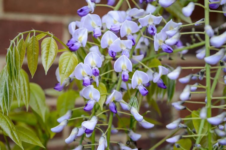 wisteria-floribunda-japonų-wisteria-laipiojimo-augalų-sodo-deko