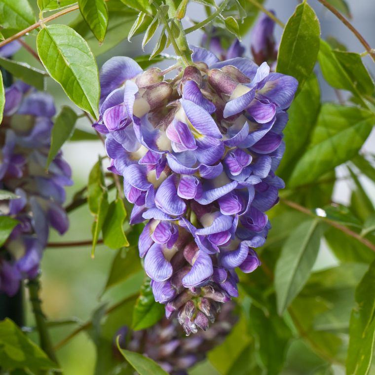 glcyine-wisteria-frutescens-color-bright-blue-išorės apdaila