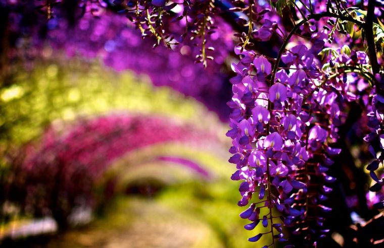 wisteria-gėlių dydžio išorės apdaila