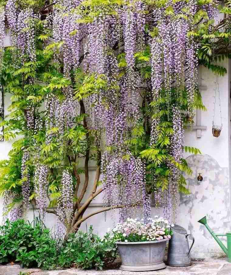 visterija-gėlė-violetinė-dekoracija-sodo tvora