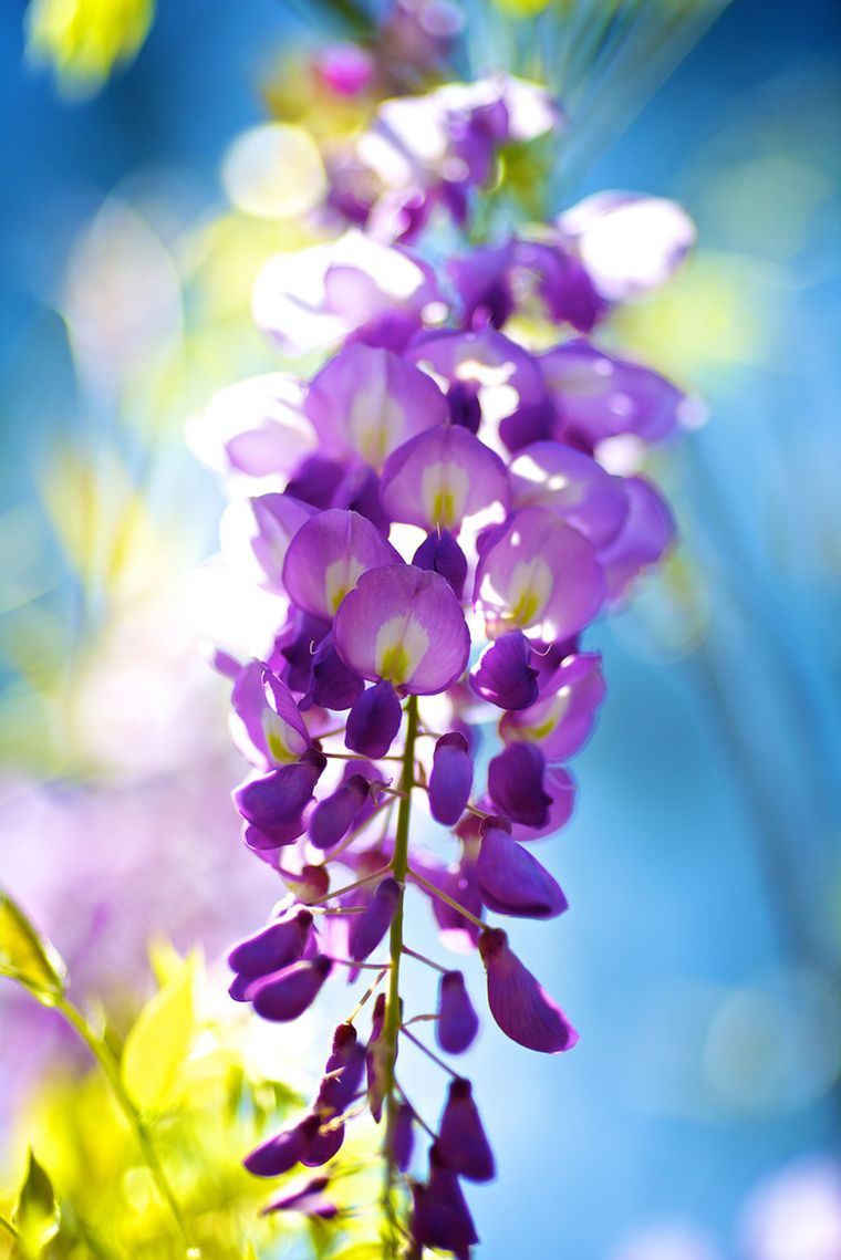 wisteria kaip prižiūrėti-a-wisteria-villosa-plant