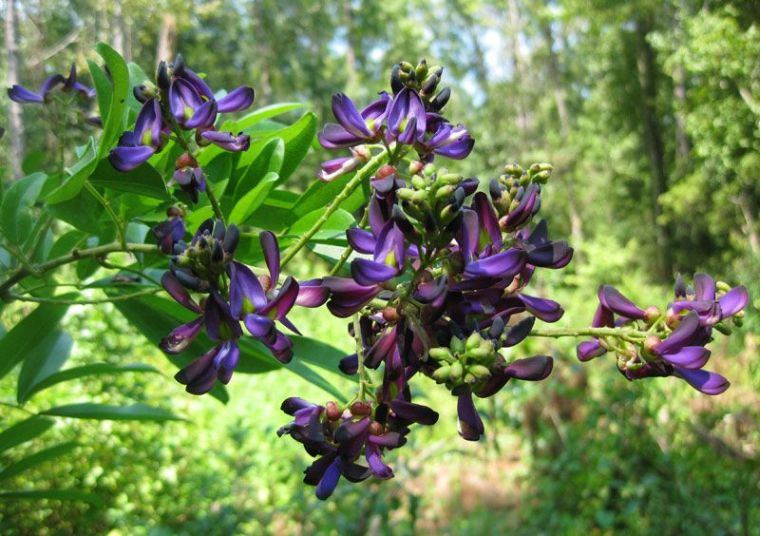an-american-wisteria-wisteria-frutescens-kaip prižiūrėti