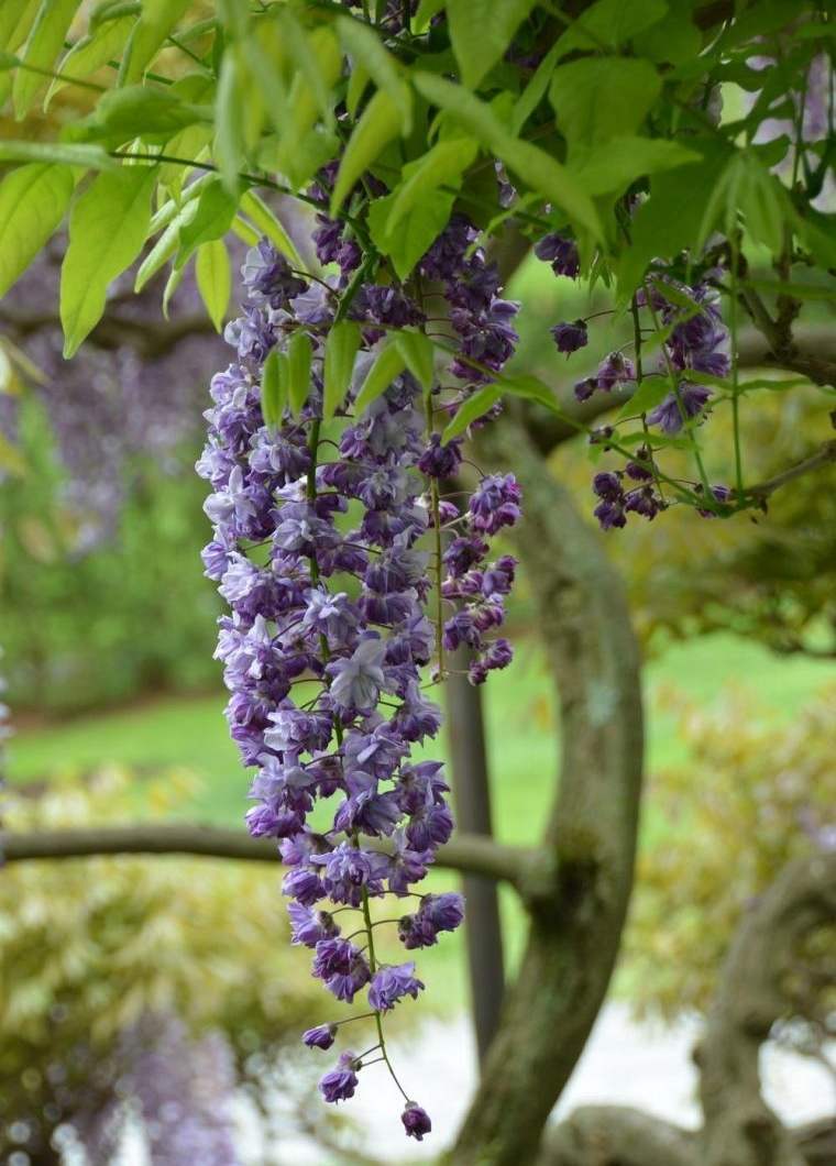 a-blue-wisteria-floribunda-dydžio-priežiūra-deco-jardin