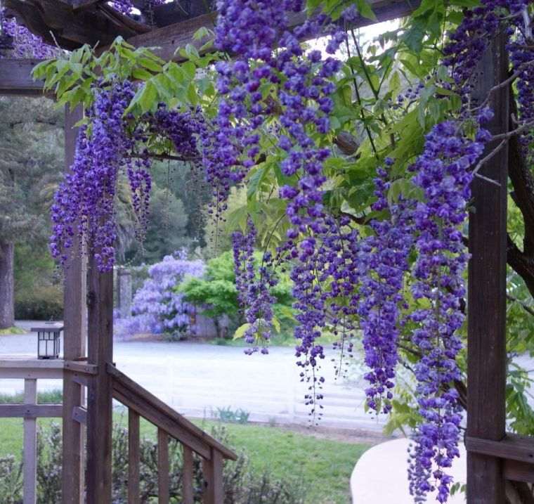 wisteria priežiūros rūšys-wisteria-floribunda