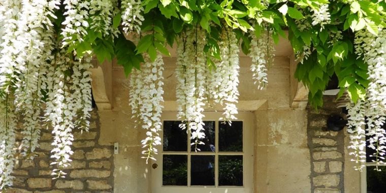 balta visterija-dekoracija-terasa-laipiojimo augalas-pavėsinė