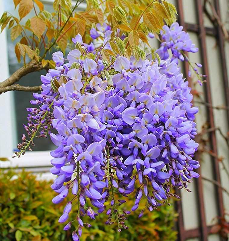 wisteria-plant-outdoor-decoraton-flowers-blue