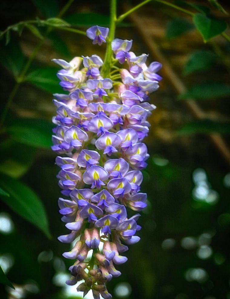 wisteria-laipiojimo augalai-deco-jardin-wisteria-macrostachya-kentucky