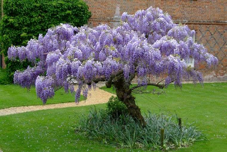 wisteria-laipiojimo augalas-deco-jardin-parasol-idee