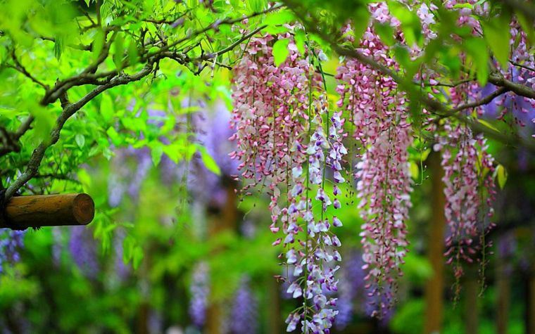laipiojimo augalas-lauko-wisteria-gėlės-spalvos