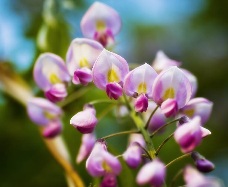 wisteria-rose-wisteria-species-deco-outdoor-garden