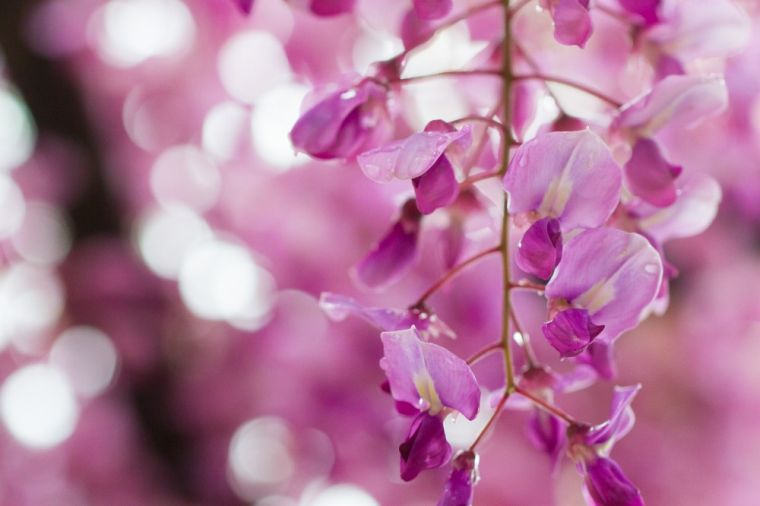 wisteria-wisteria-rose-garden-deco-plant-šešėlis