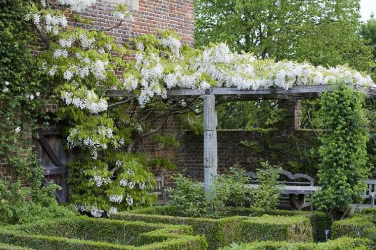 wisteria-venusta-white-wisteria-laipiojimo-augalų-šešėlių sodas
