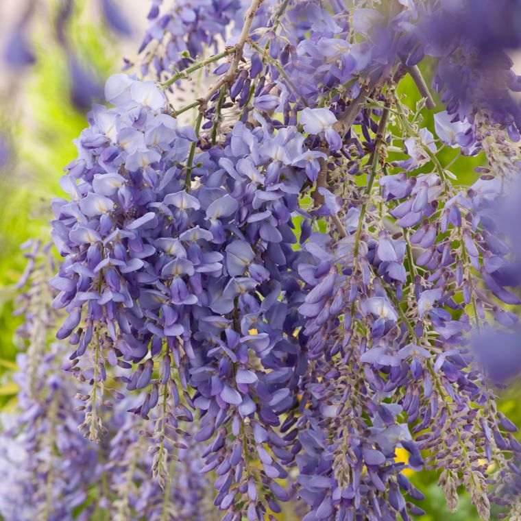 wisteria-sinensis-priežiūra-priežiūra-sodas