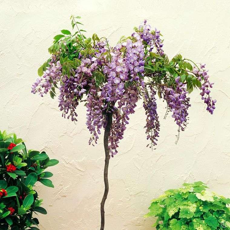 wisteria-siniensis-wisteria-vazoninis augalas-išorės apdaila