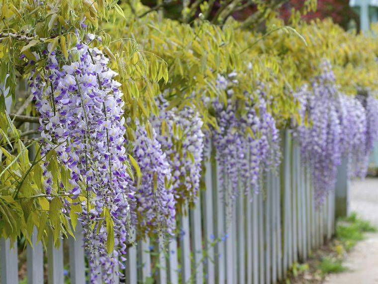 wisteria-garden-deco-wisteria-macrostachya