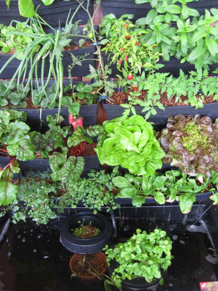 okomite vrtne zelene biljke