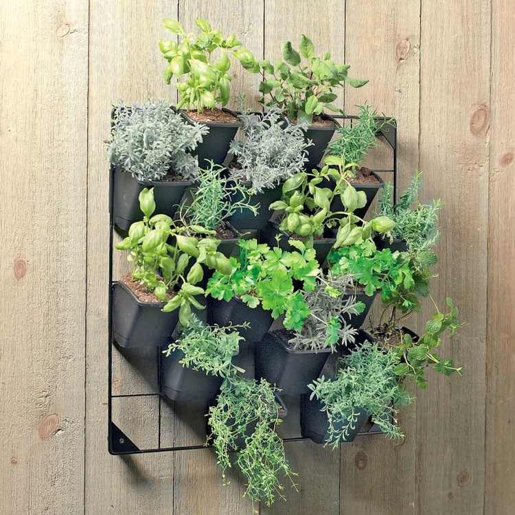zid sobne biljke