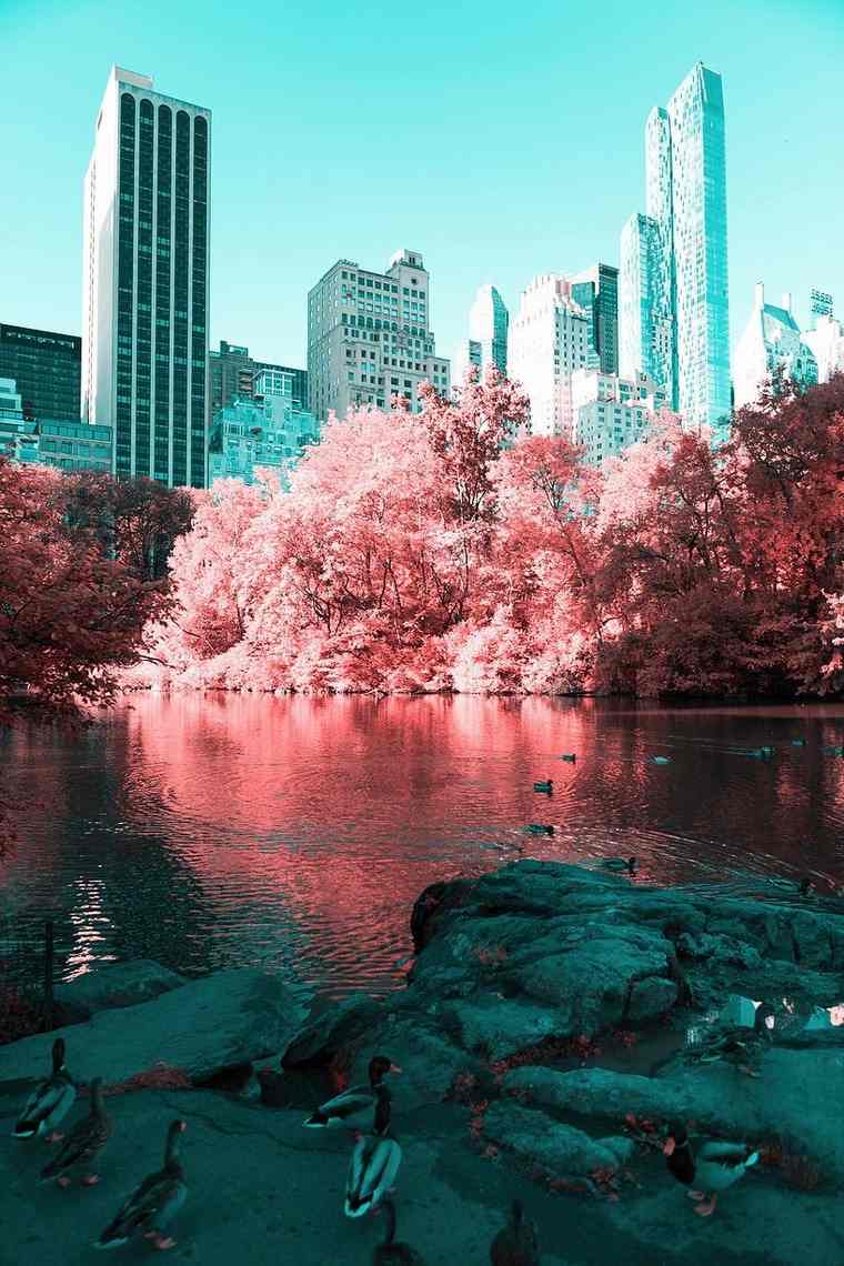 Paolo Pettigiani di Central park Ducks New York infrarossi