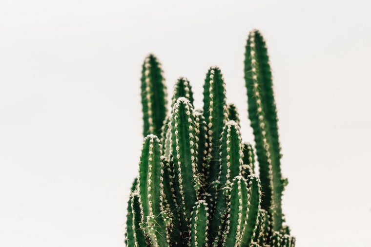 foto di cactus di piante d'appartamento
