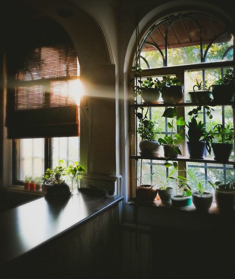 foto di piante d'appartamento nesim kashmiri