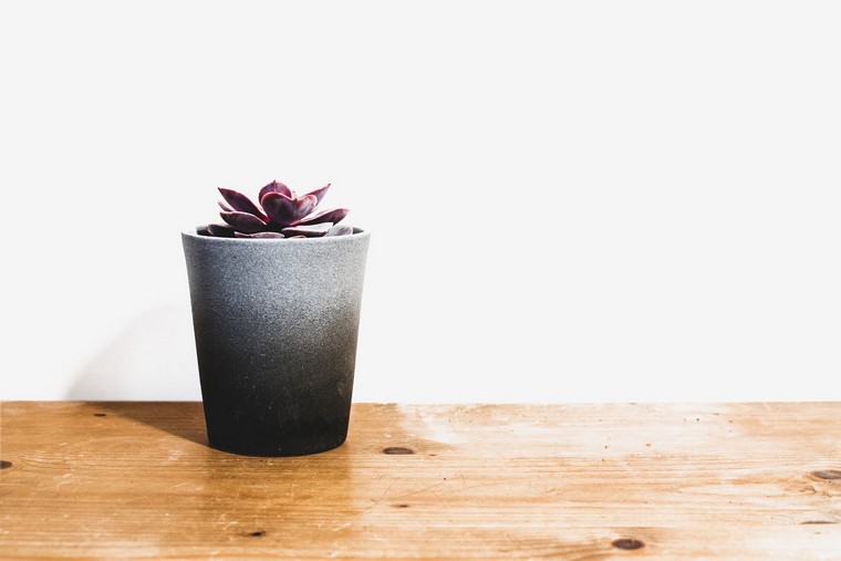 foto di piante in vaso da interno pexels