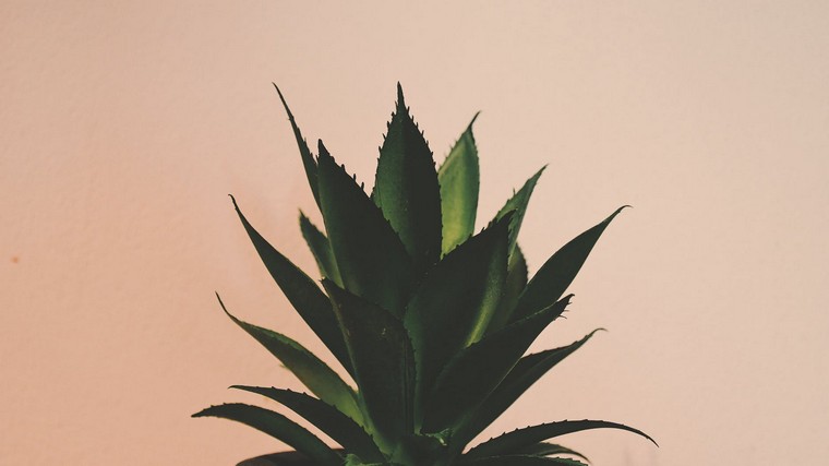 foto di aloe vera pexels