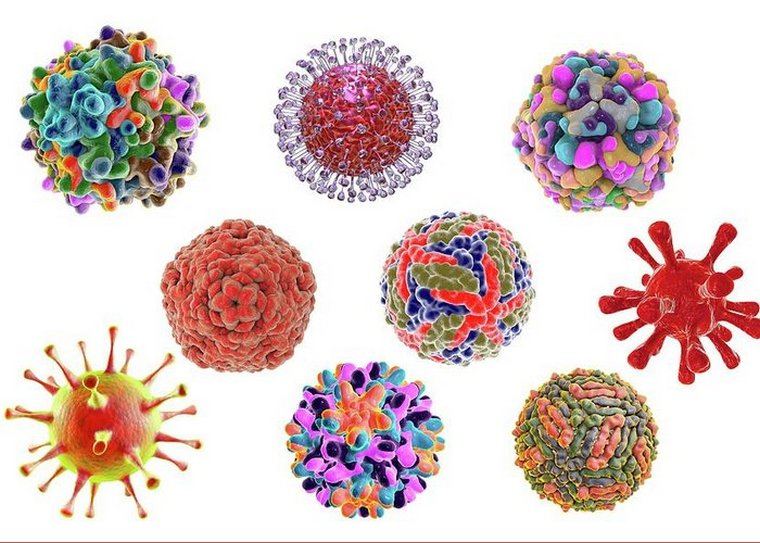 Gripo viruso tipo ligos