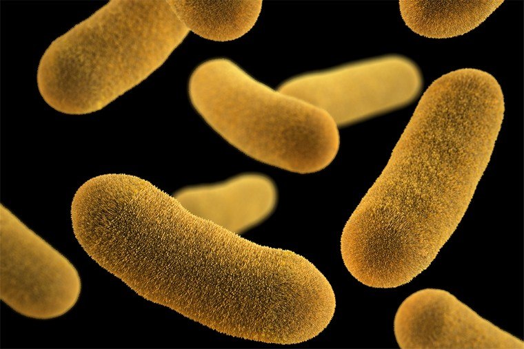 pavojinga bakterijų sveikatos būklė